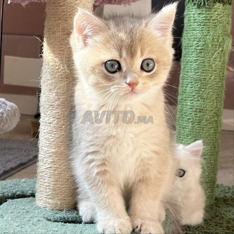 Chat britannique à pédigrée