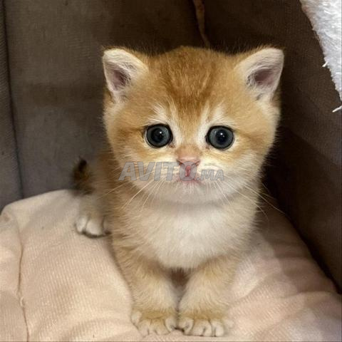 Vente d'un chat Scottish avec pédigrée