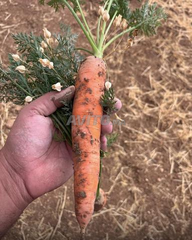 🥕 À VENDRE – 2 HA DE CAROTTES🥕 - 2