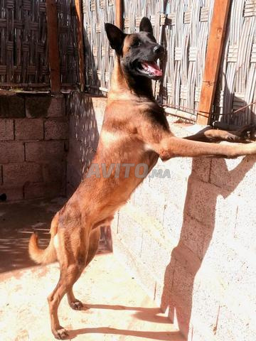Malinois dressé (lignée américaine) - 2