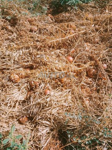 Demi-hectare et tiṭar mahfazah 70 millions près de la route à 200 mètres - 2