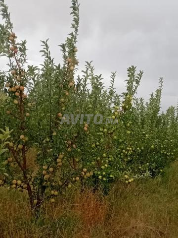 Ferme à vendre à صهب رواى جماعة أيت بن يعقوب - 2