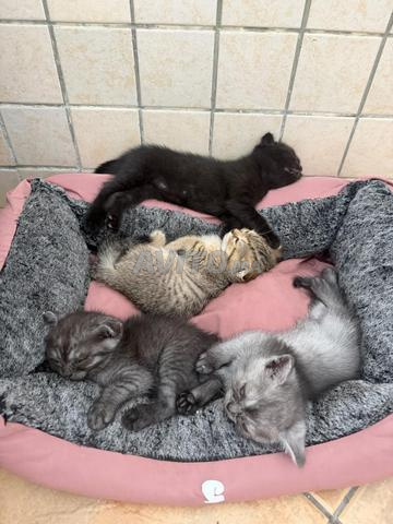 scottish fold - 2