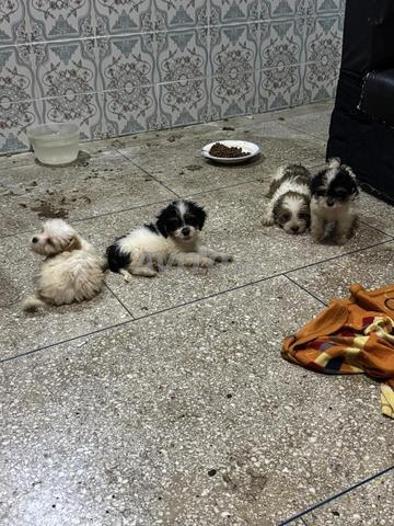 bichon nain chiot - 2