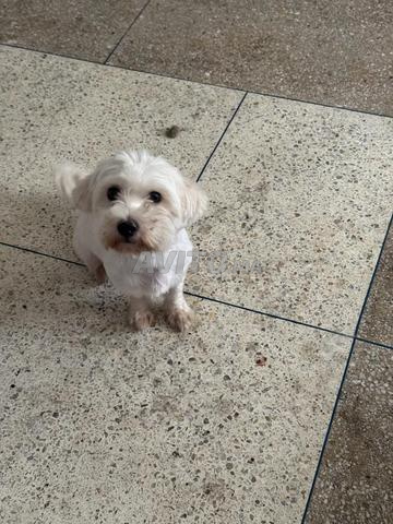 bichon chien « caniche » - 2