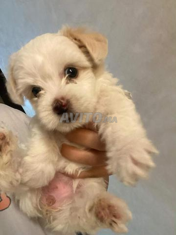 caniche melange spitz (femelle)