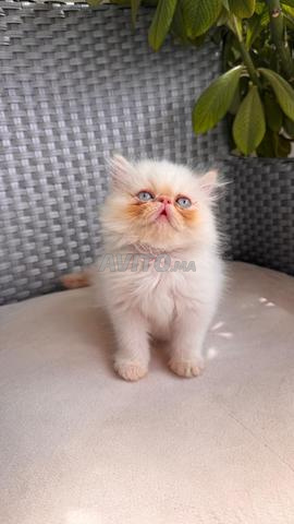 Chat Persan - 2