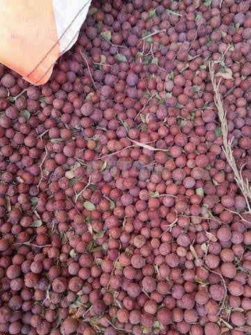 النبك أزكار 40 dirhams le kilo - 2