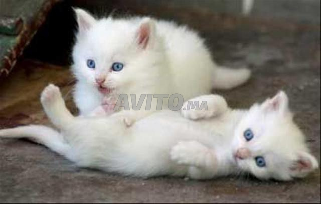Chats Angora - 2