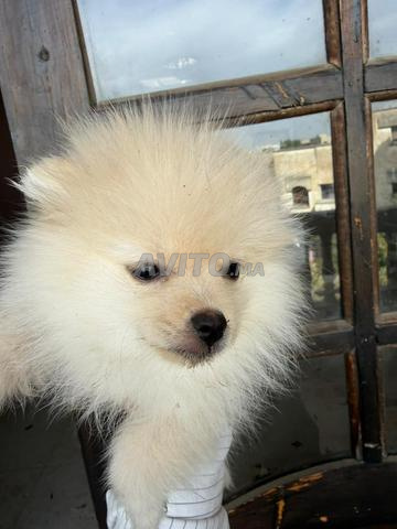 Spitz mâle poméranien à vendre - 2