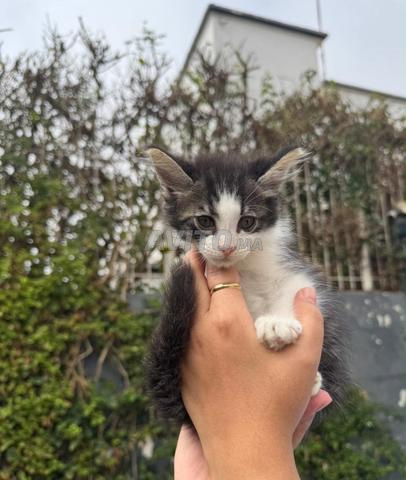 Des chatons à adopter  - 2