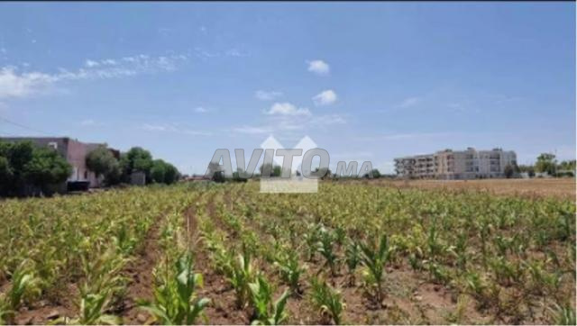 71295-Vente Terrain à Sidi Rahal Passadena Village