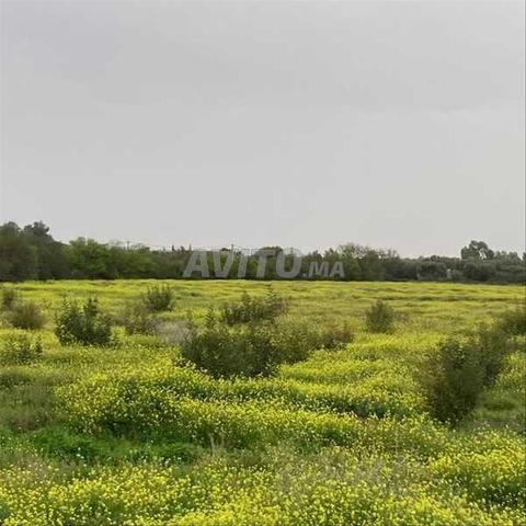 154971-Vente Terrain à Marrakech Sidi Abdellah Ghiat