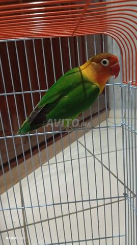 Oiseau Inséparable à vendre avec cage. - 2