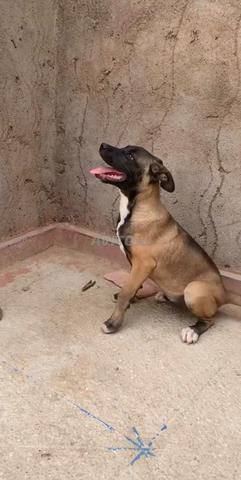 Doge ,age 3 mois 600 dh 9abil litafawd  - 2
