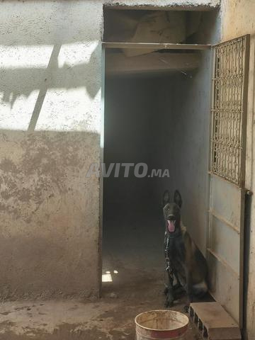 femelle malinois  - 2