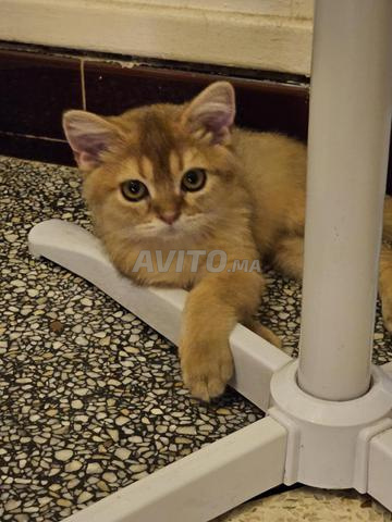 Chaton British Shorthair doré - 2