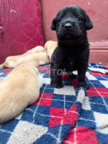 Chiot Labrador