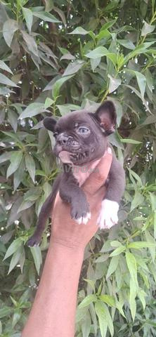 bulldog français chiot - 2