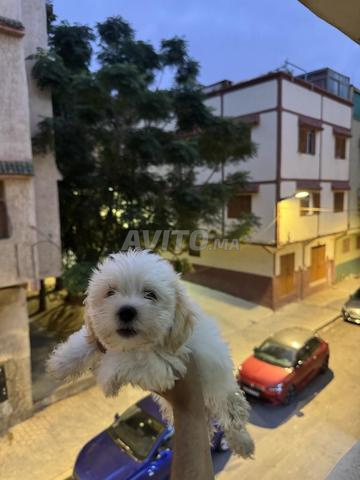 جرو bichon nain
