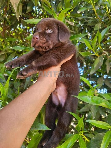labrador chocolat chiot  - 2