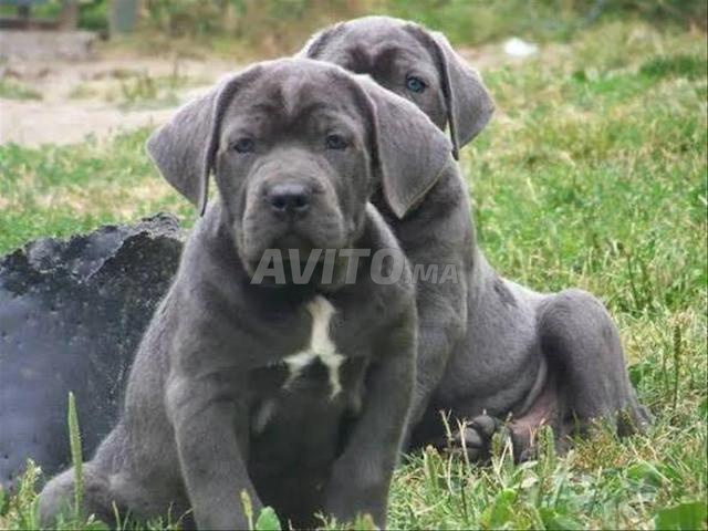 cane Corso chiot - 2