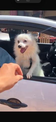 spitz allemand male avec carnet - 2