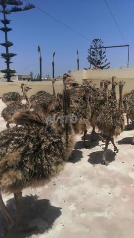 Poussins d'autruche africains - 2