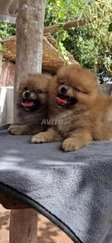 Spitz nain - 2
