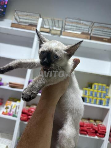 chatons siamois femelle  - 2