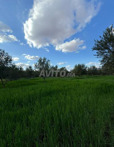 إيجار أرض زراعية، مزرعة - 2