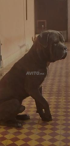 chiens cane corso - 2