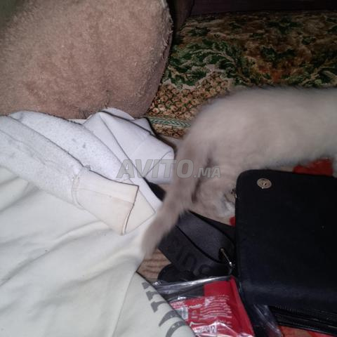 Chat siamois - 2