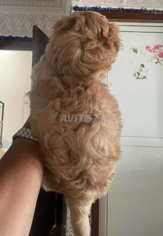 Morkie mâle caramel 2 mois petite taille RACE RARE - 2