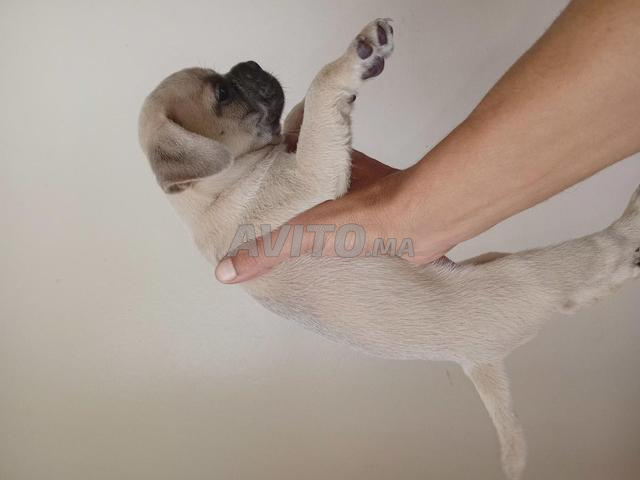 Carlin blanc male - 2