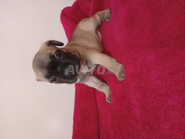 Mâle bouledogue français couleur fauve - 2