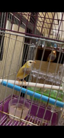 Diamant de Gould - 2