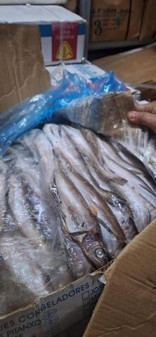 أسماك مجمدة - 2