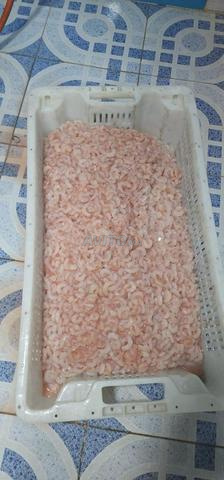 أسماك مجمدة