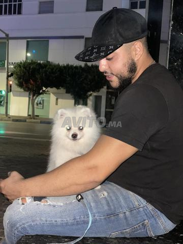 كلب سبيتز - 2