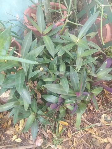 نباتات طبيعية - 2