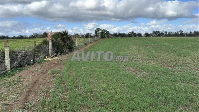 Terrains conservés dans les environs d'Azemmour — Pour habitation et investissement - 2