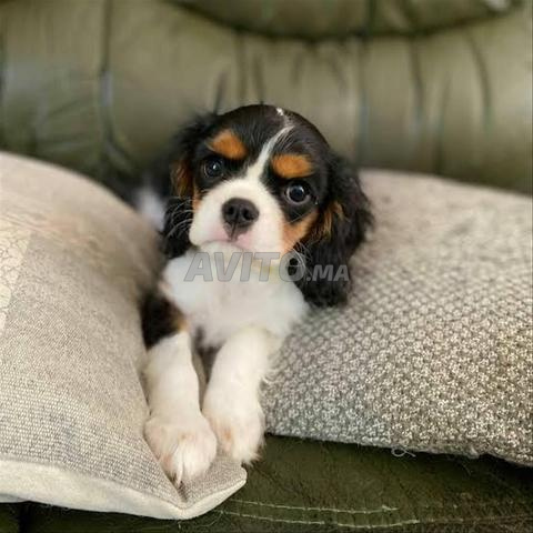 Chiot Cavalier King Charles - 2