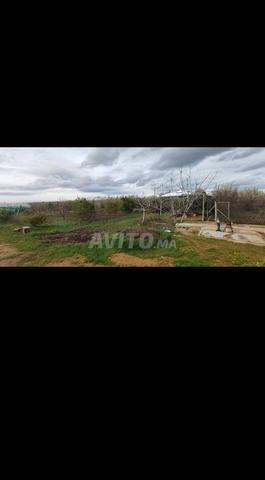 Ferme avec divers arbres fruitiers et vigne - 2
