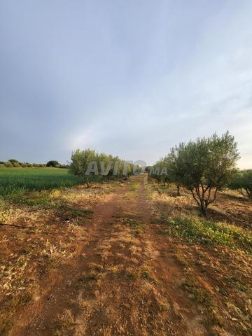 مزرعة فلاحية للبيع - 2