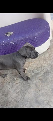 Femelle Cane Corso pure race - 2