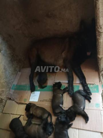 جرو مالينوا شاربوني رائع - 2
