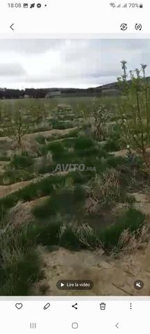 مزرعة مع منزل للبيع - 2