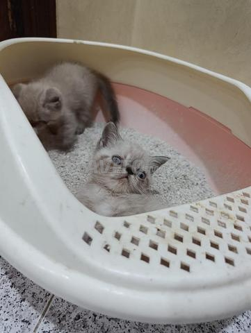 Exotic Shorthair Seal Lynx Tabby Point - 2