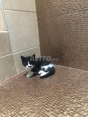 2 قطط صغيرة رائعة متاحة - الجديدة - 2